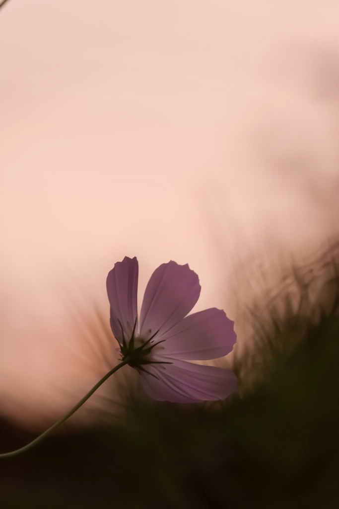 夕暮れコスモス