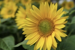 ひまわりの想い