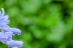 雨でも光合成してます。