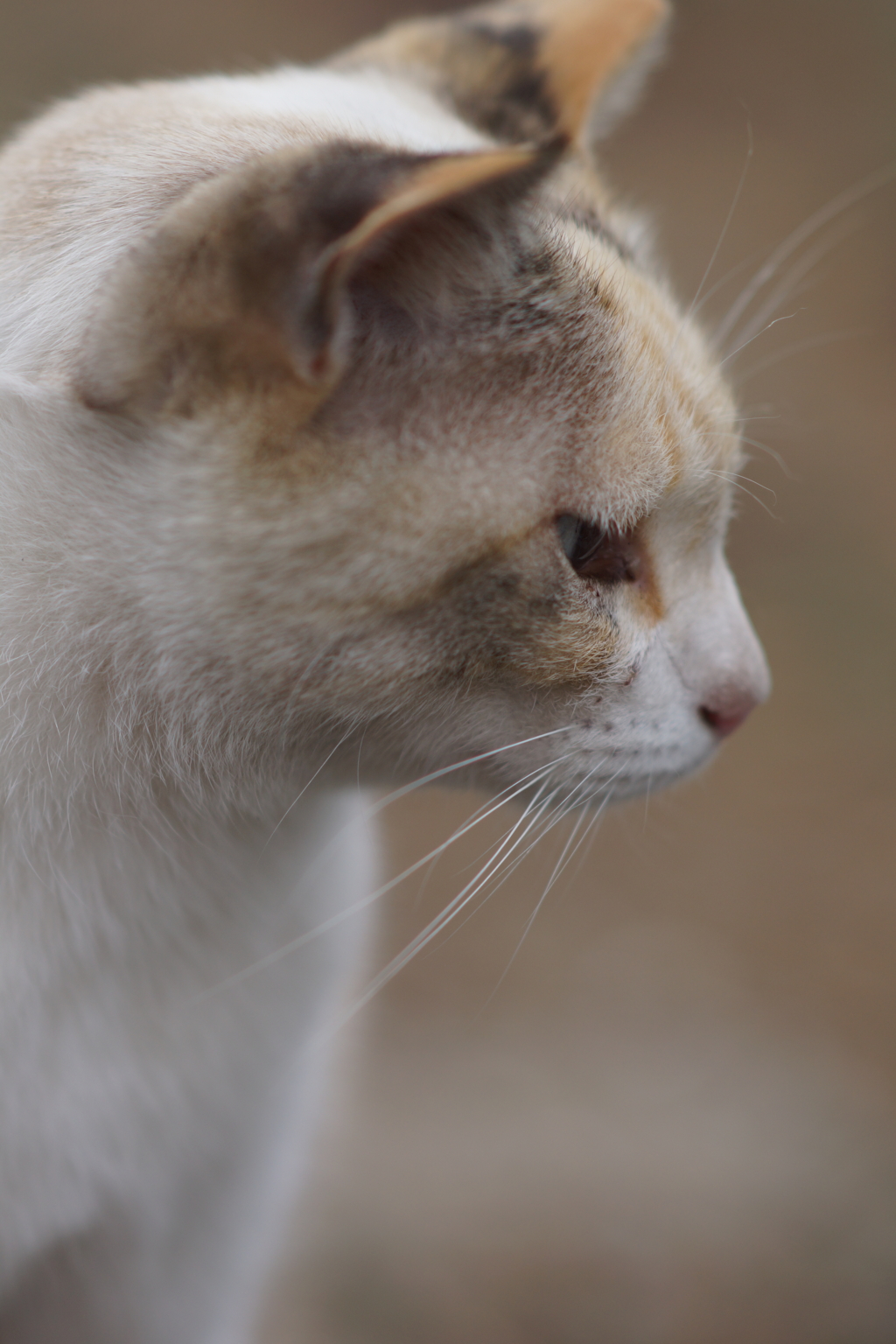 野良ちゃん　悩みごと