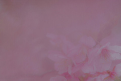 『さくらスケッチ』