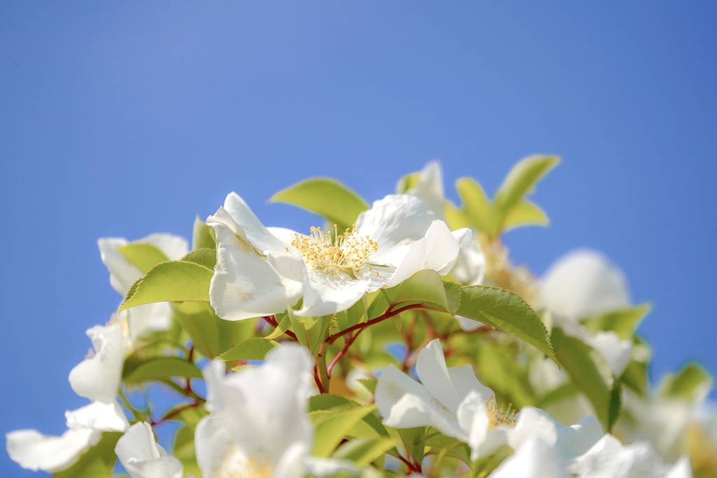 晴れたらいいね♫