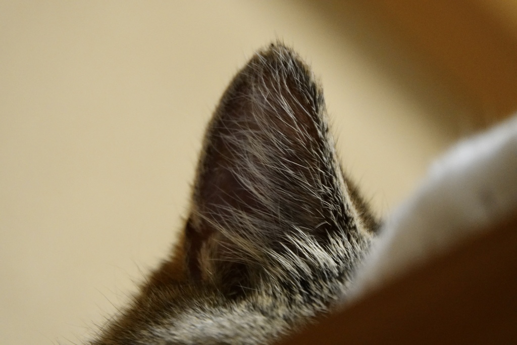 タンスの上のマッターホルン