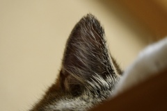 タンスの上のマッターホルン