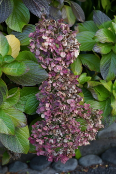 ドライフラワー