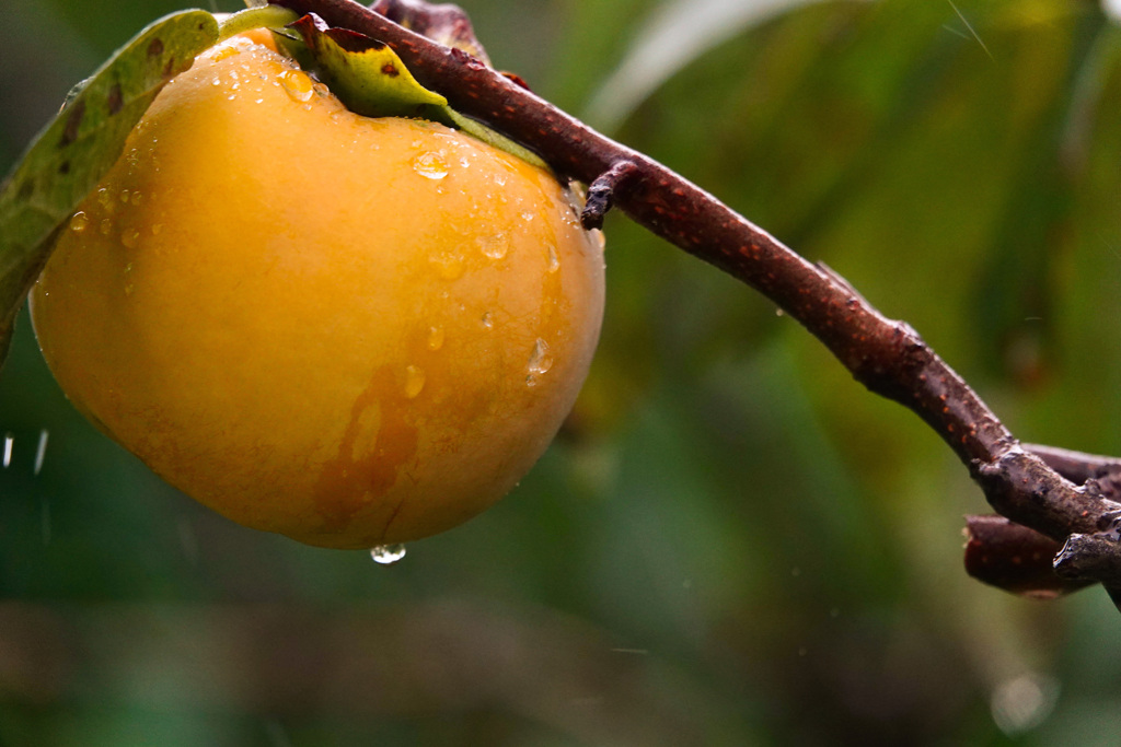 秋雨の柿