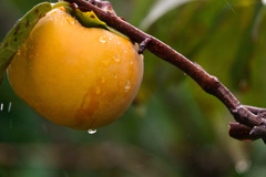 秋雨の柿