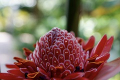 南の国のお花 南の国のお花
