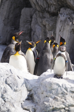 ホームルームの時間です。