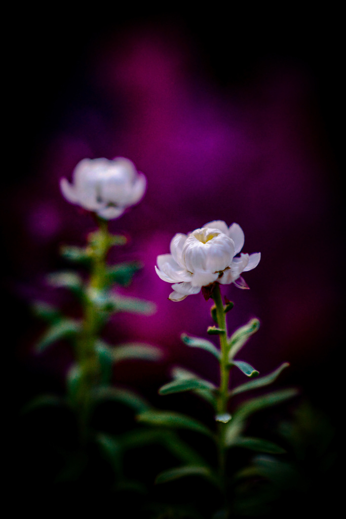 花魁の花かんざし