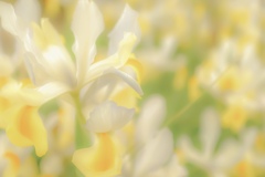 天使たちの花園♡