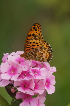 バタフライエフェクト