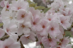 みんなでお花見しよ！(o^^o)