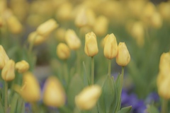 ビタミンどうぞ＾＾