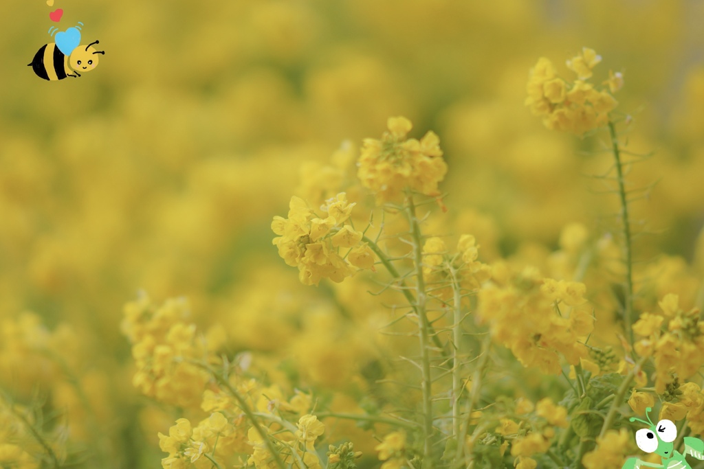 菜の花畑の物語