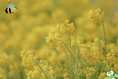 菜の花畑の物語