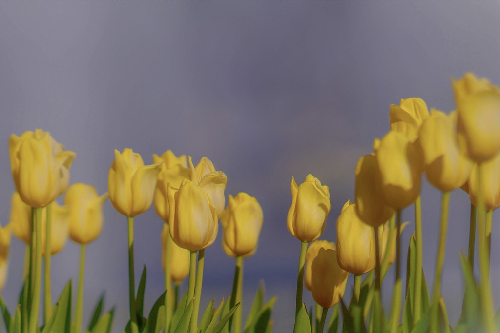 チューリップが並んだ♫