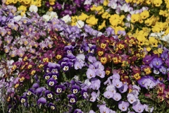 うるさ〜い！みんなで一緒にしゃべらないで！٩( 'ω' )و