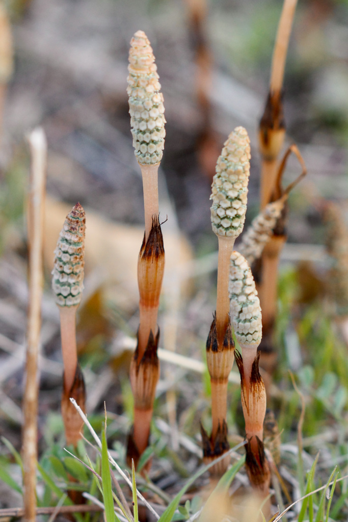 裏庭のつくし↑↑↑