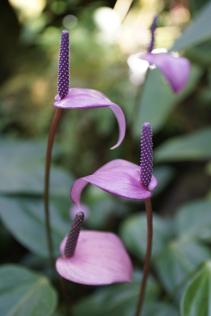 南の国の森の中