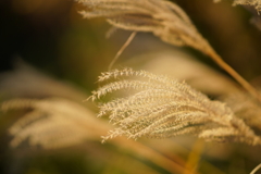 風の日のすすき