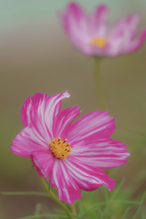 コスモス