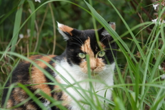 草むらの子猫