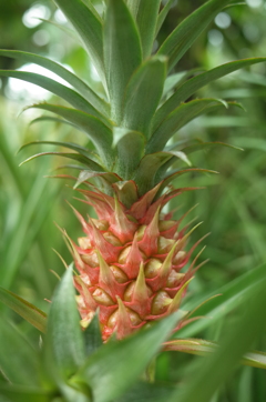 南の国のパイナップル♫