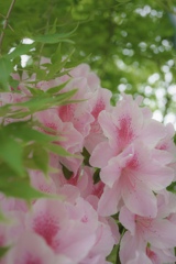 春と夏のあいだ