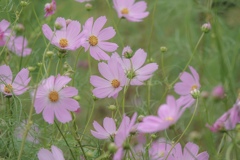 花盛り 咲き乱れる。