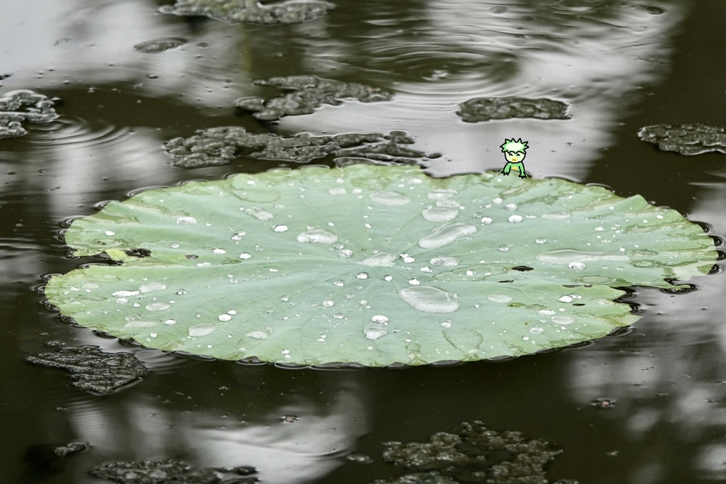 雨のあと( ◠‿◠ )