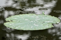 雨のあと( ◠‿◠ )