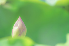 蓮のつぼみ