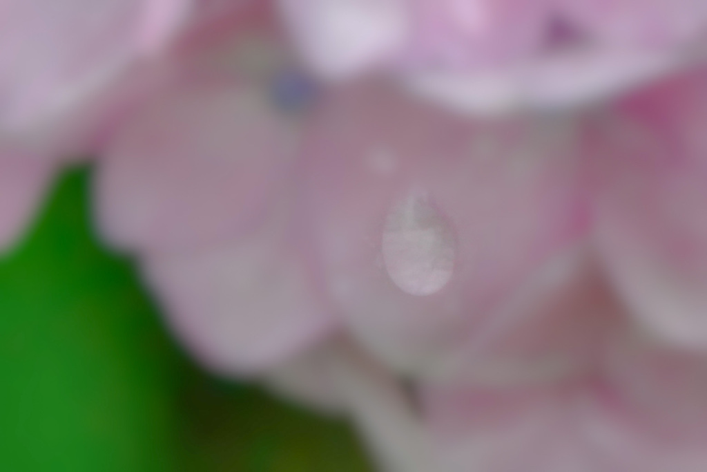 あじさいの涙
