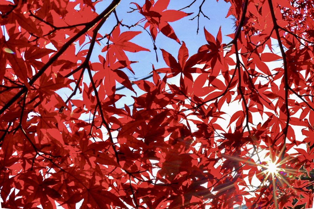 手のひらを太陽に