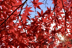 手のひらを太陽に