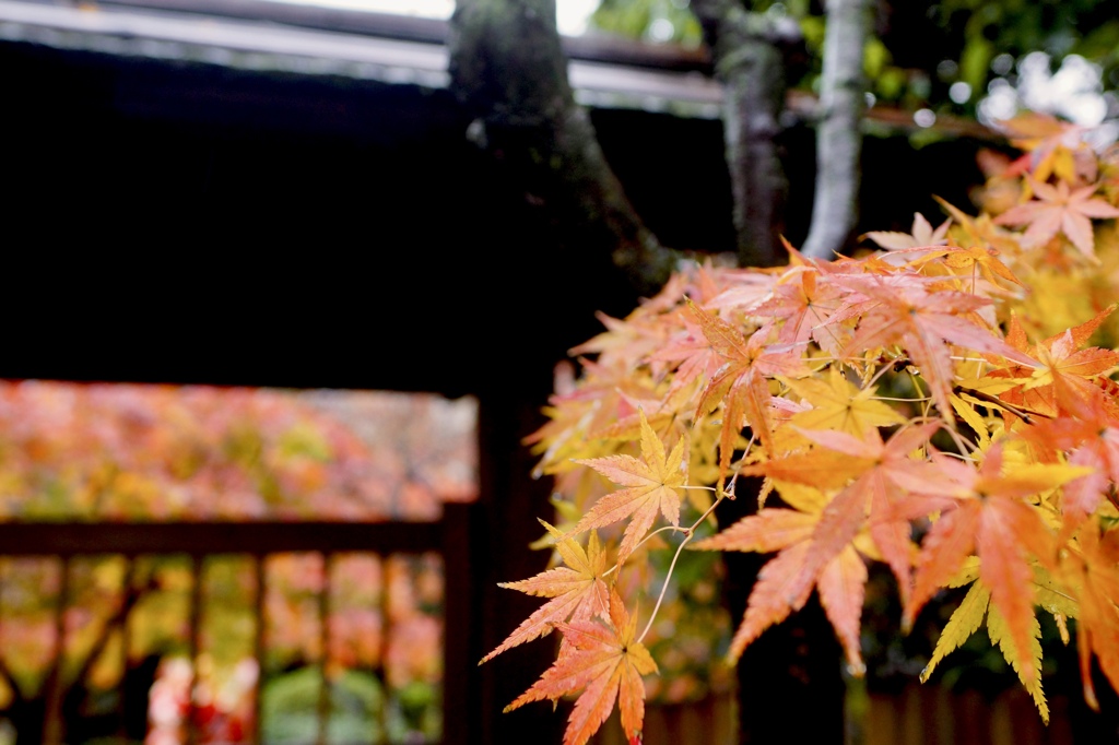 外に紅葉　お庭に紅葉