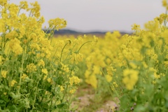 おもいでぽろぽろ　はじめてのカメラ