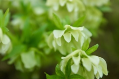 クリスマスローズ