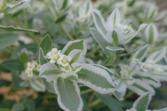 ハツユキ草の花