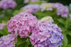 リトマス試験紙