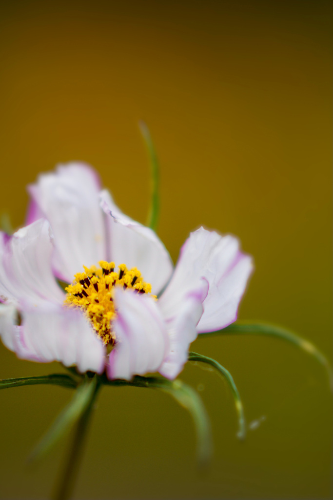秋色の夏のコスモス＊