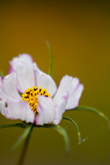 秋色の夏のコスモス*