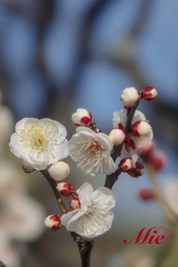 It’s almost spring.♡