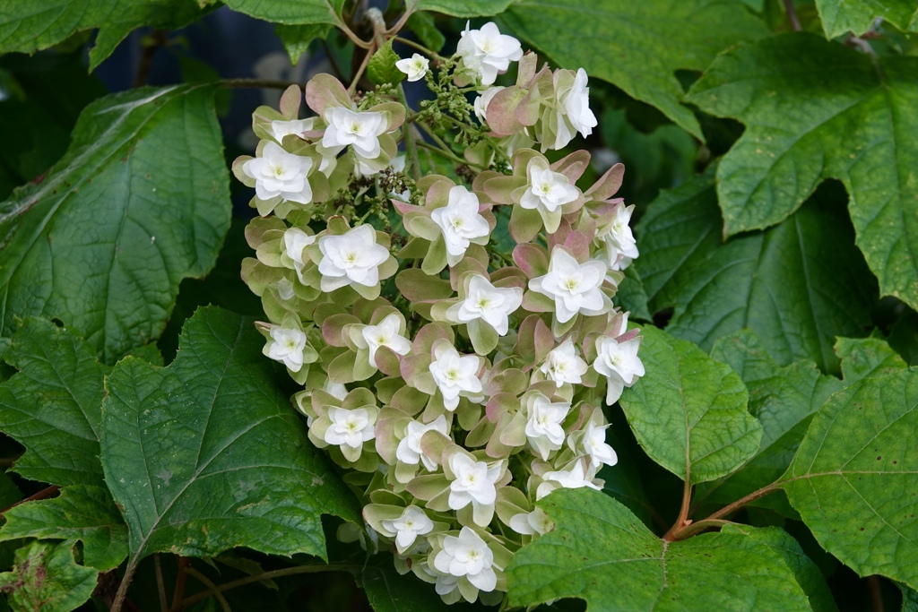 天の川