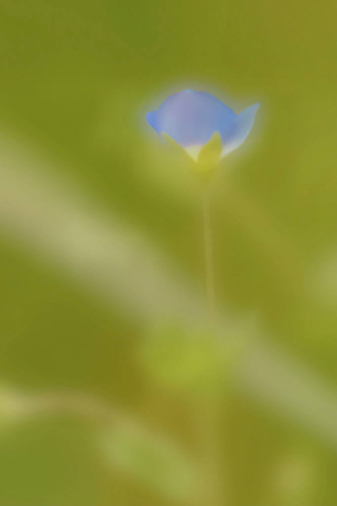 雑草だって..