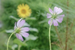 あっち向いて ホイ↗︎