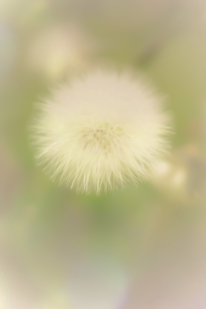 夢の中　幸せのケサランパサラン