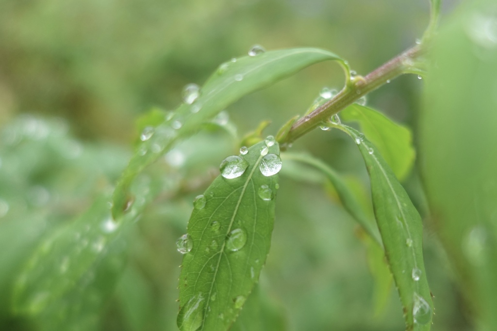 水玉