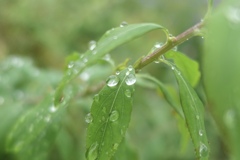 水玉